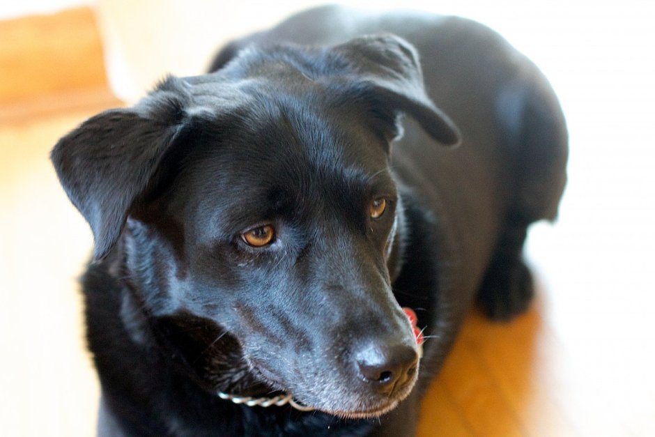 Ротвейлер и колли