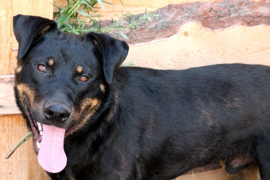 Метис Кане Корсо и лабрадора