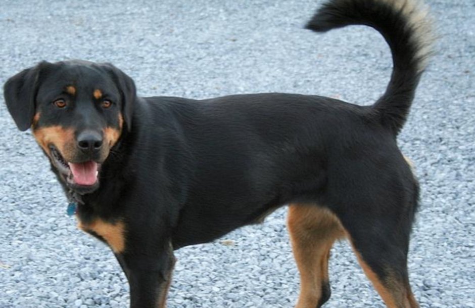 Метис спаниеля и ротвейлера