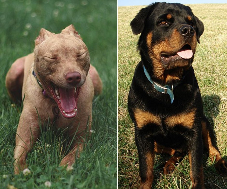 Лабрадор ротвейлер