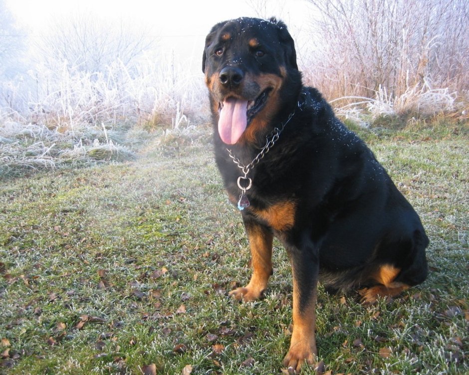 Ломбардов собака