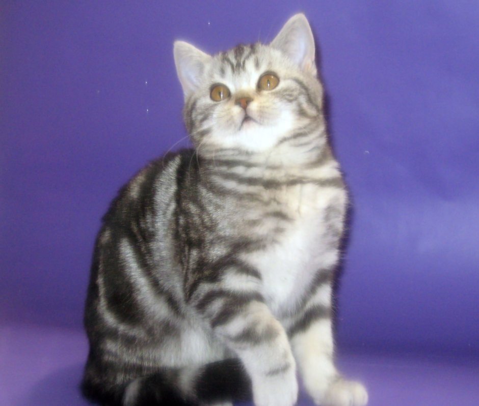 Шотландские коты скоттиш страйт мраморные