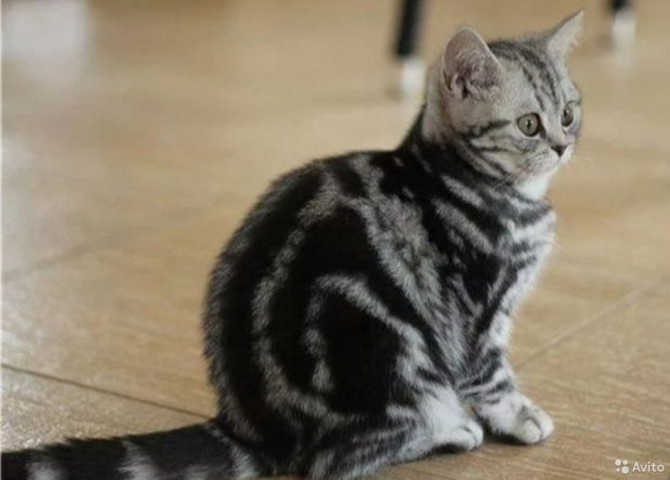 Шотландская кошка прямоухая мраморная