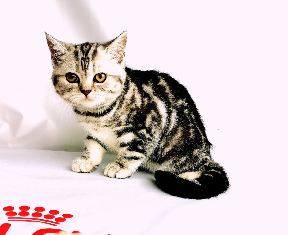 Шотландский мраморный n22