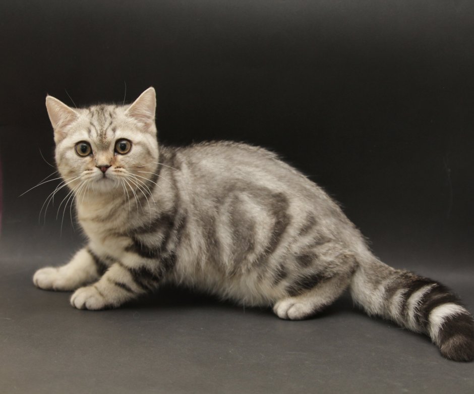 Скоттиш страйт мрамор