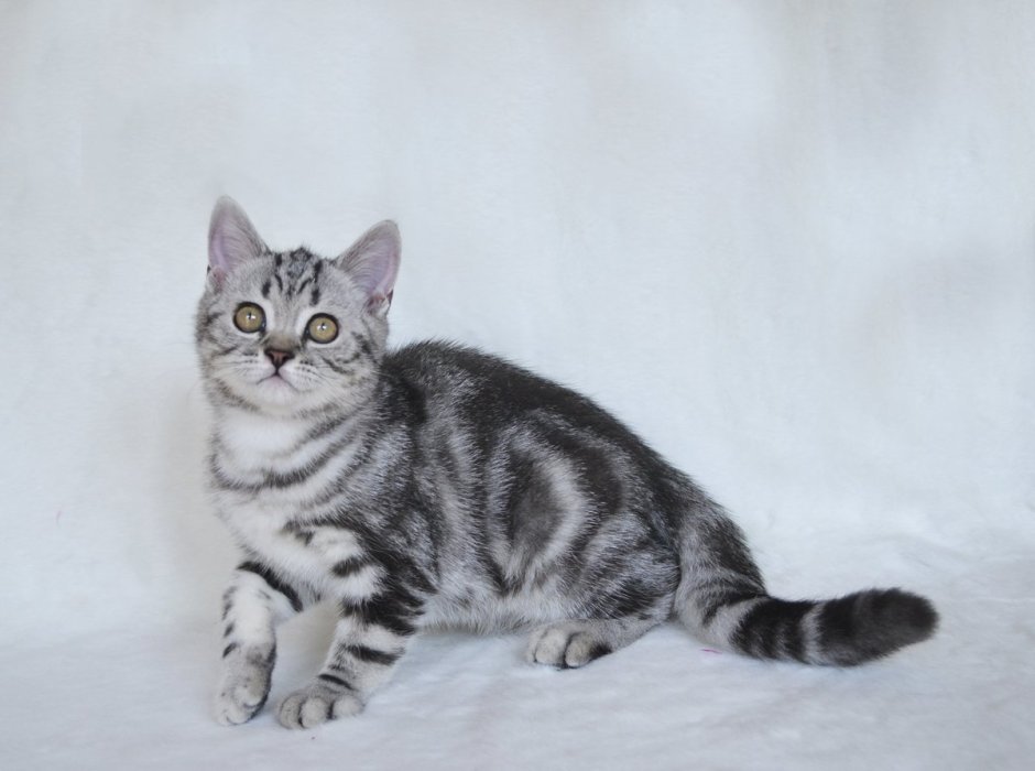 Скоттиш страйт ns24