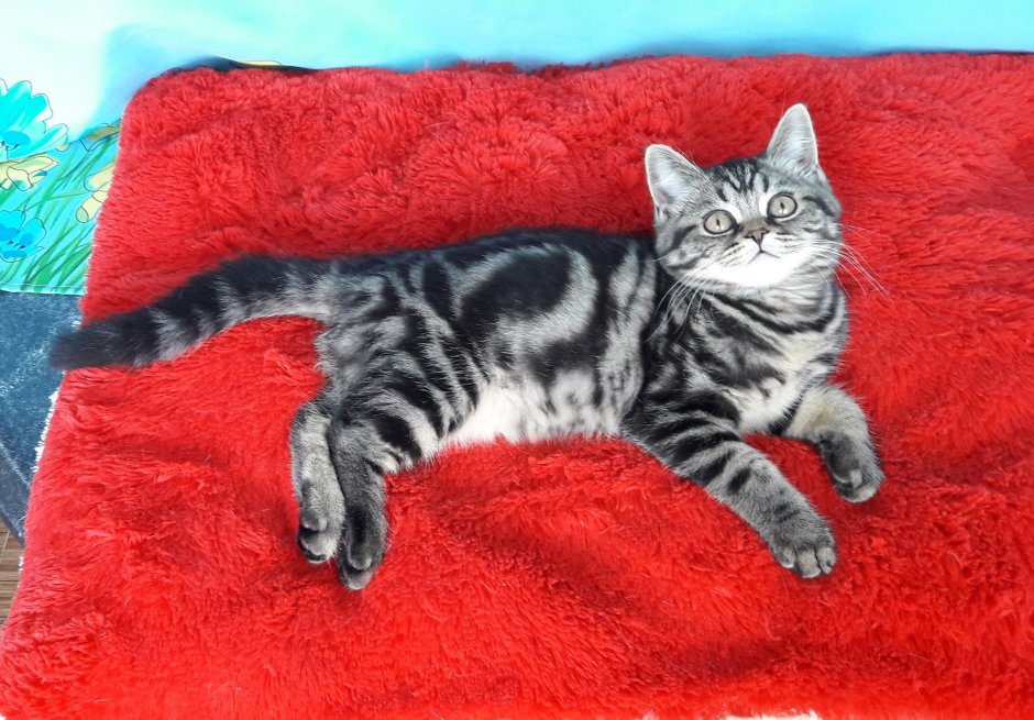 Шотландский скоттиш страйт мраморный