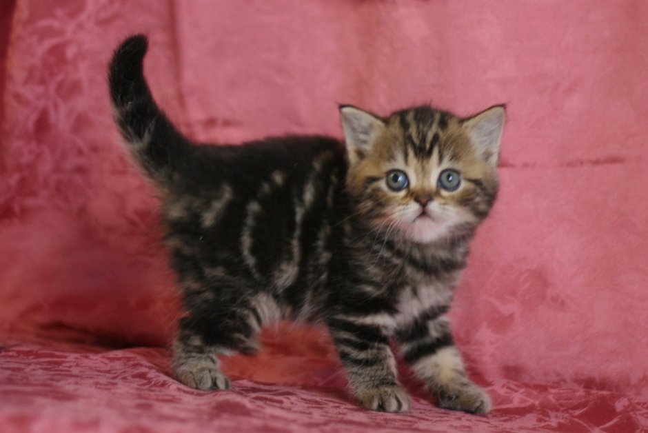 Мраморные Шотландские котята прямоухие