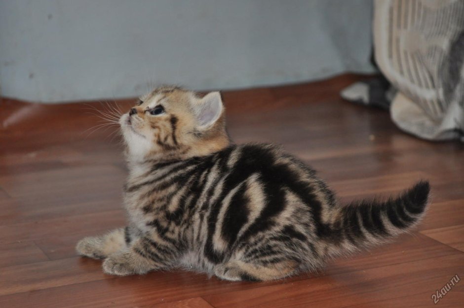 Британский кот полосатый