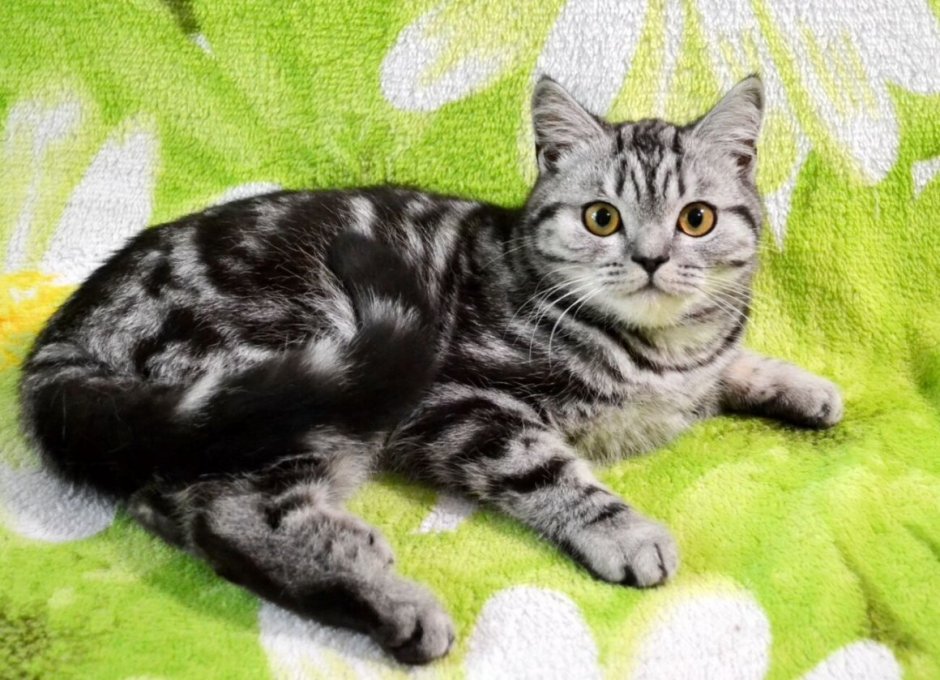 Шотландский скоттиш страйт мраморный