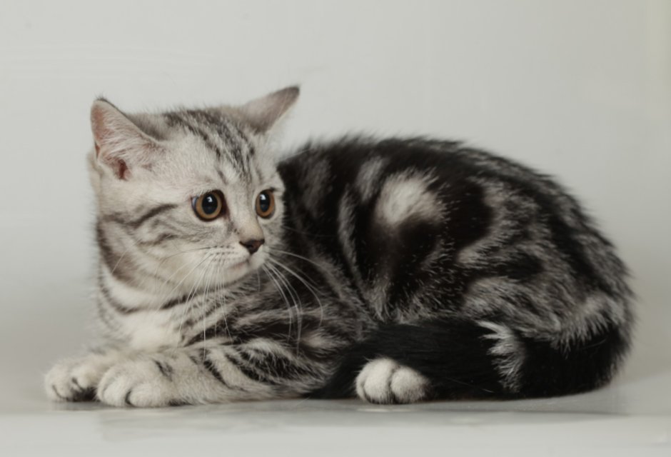 Шотландский скоттиш страйт мрамор