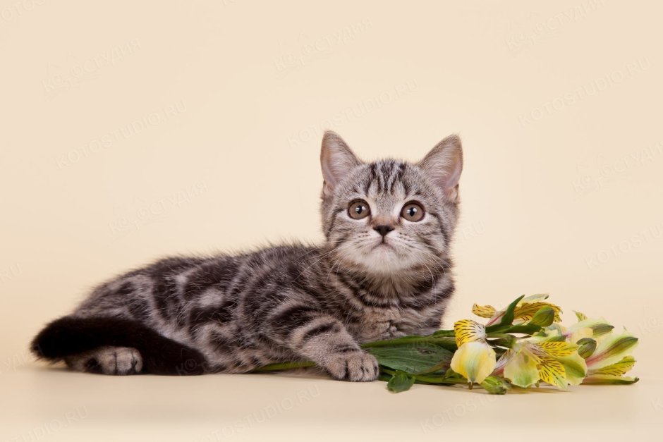 Шотландский скоттиш страйт