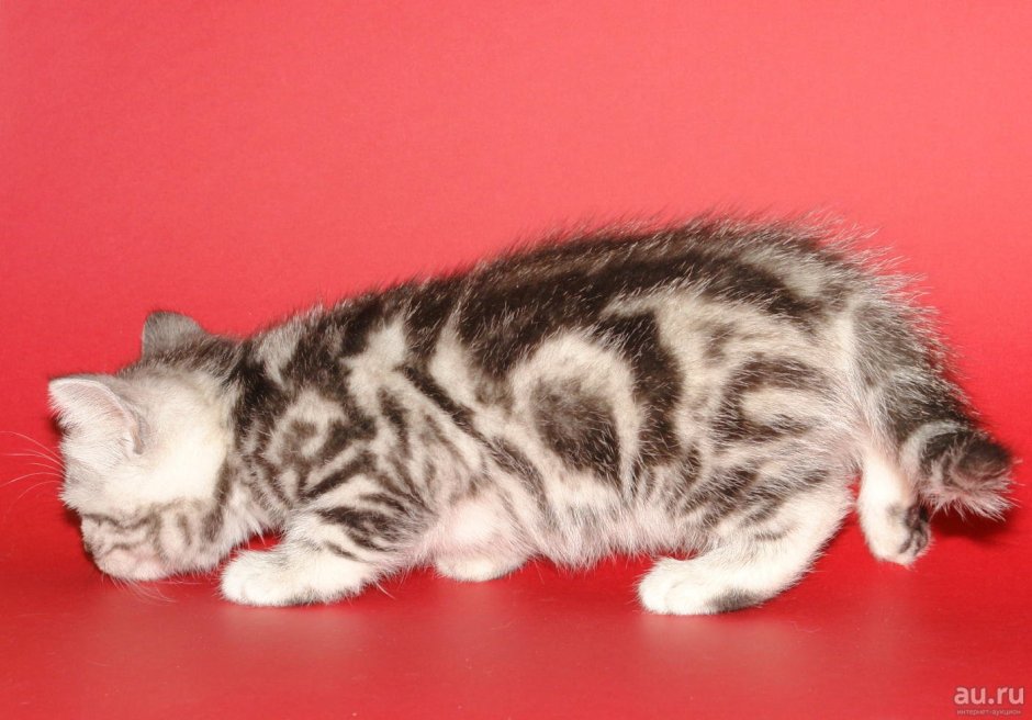 Кот прямоухие Шотландская мраморная