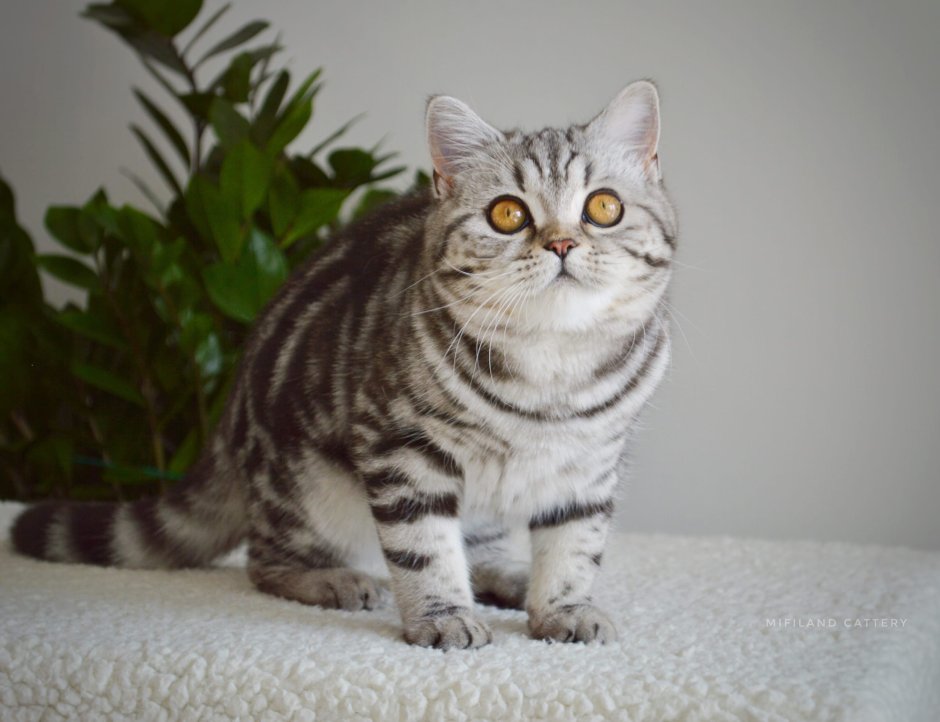 Шотландский скотчштрайд