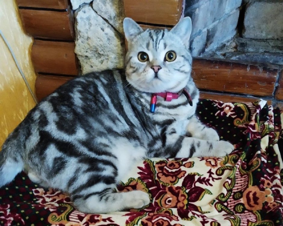 Голубой табби шотландской кошки