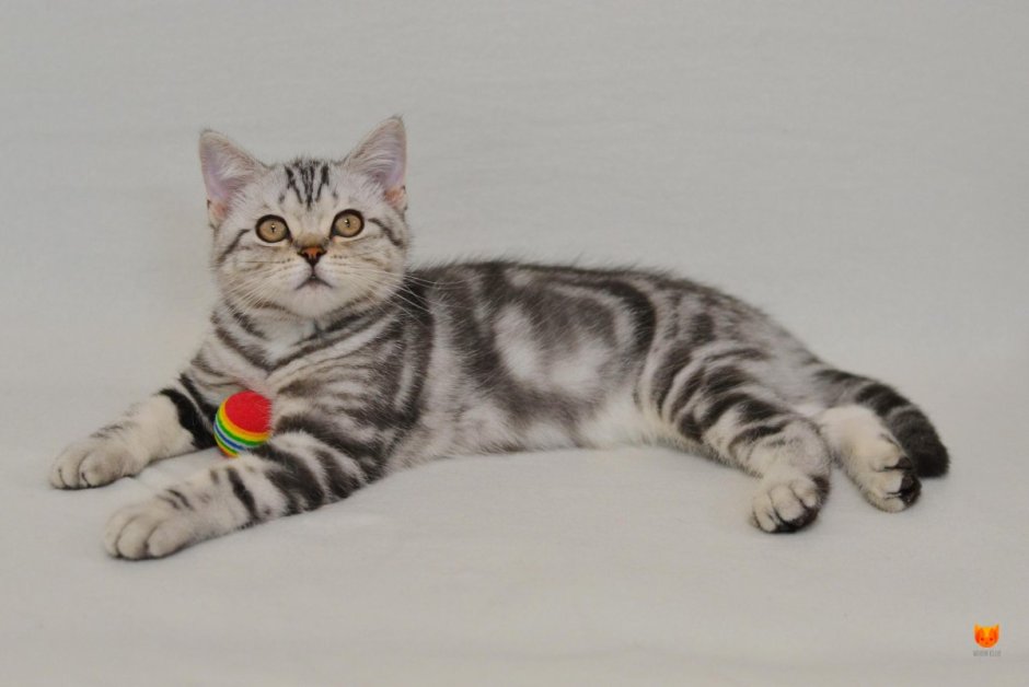 Купить котенка Шотландская страйт мраморный окрас
