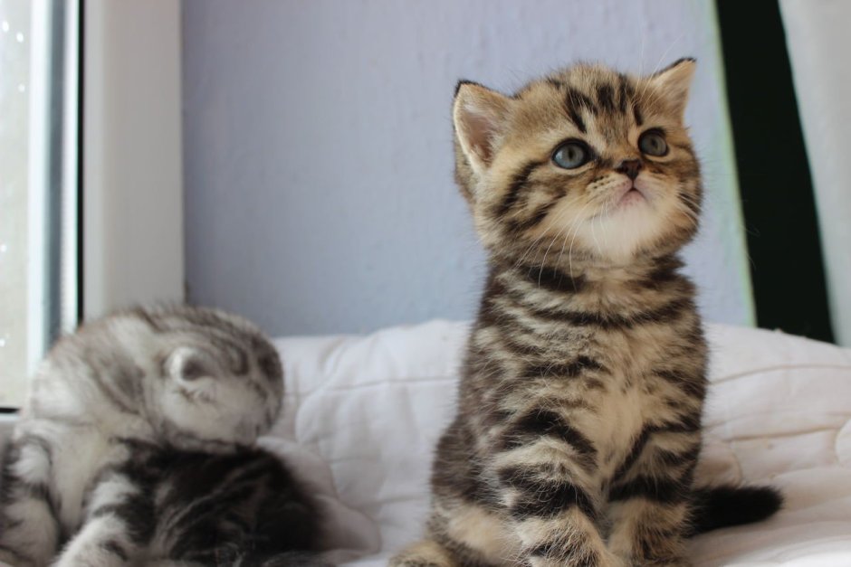 Скоттиш страйт лиловый мрамор