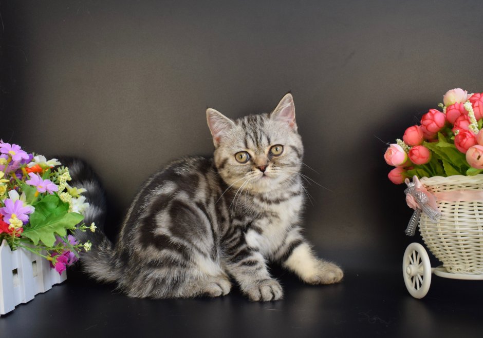 Скоттиш страйт мрамор на серебре