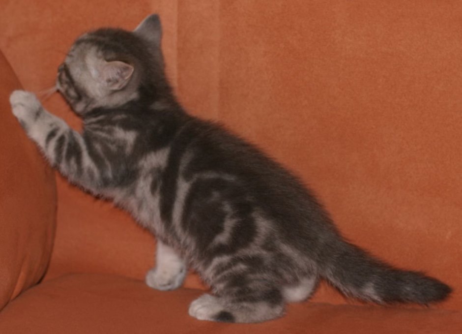 Британская кошка вискас