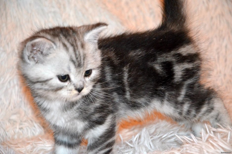 Котёнок шотландский прямоухий мраморный