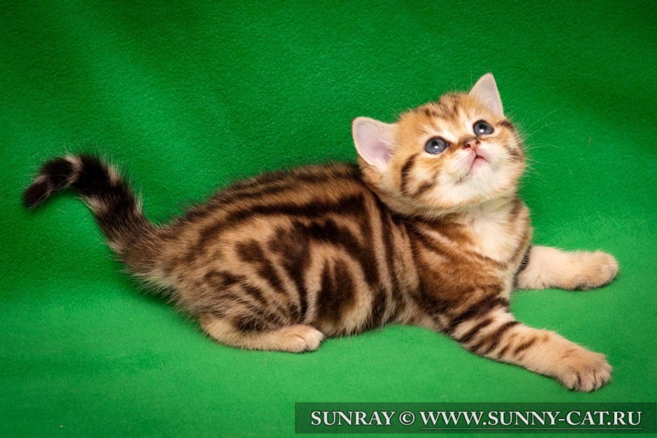 Черный мраморный табби британские