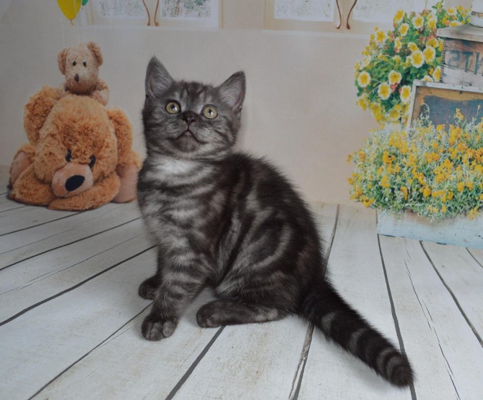 Шотландская прямоухая кошка мрамор