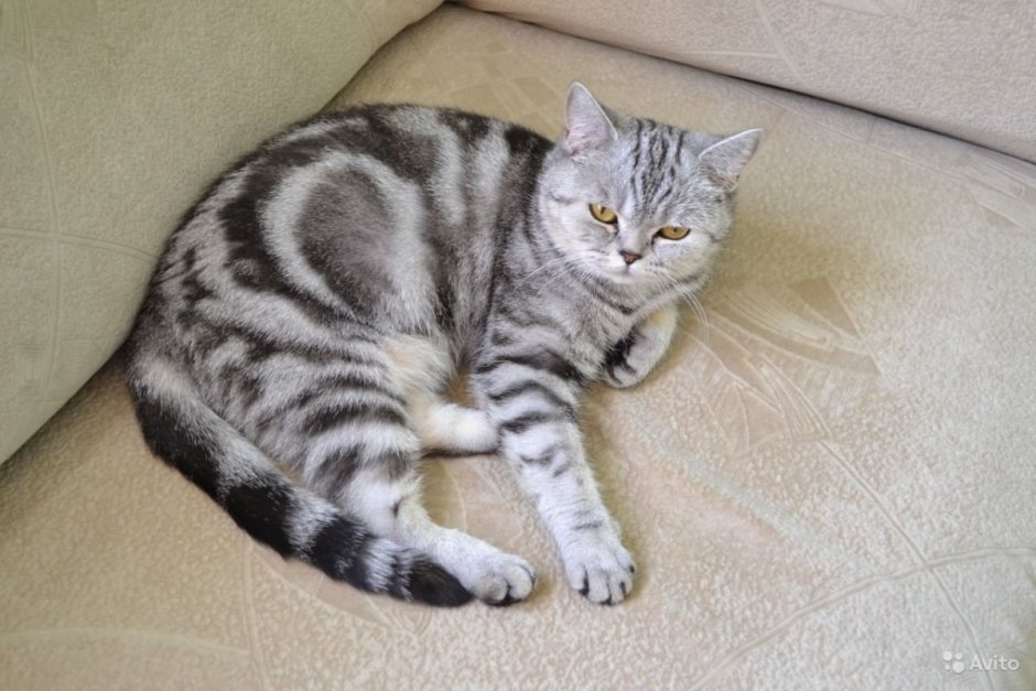 Шотландский скоттиш страйт мраморный