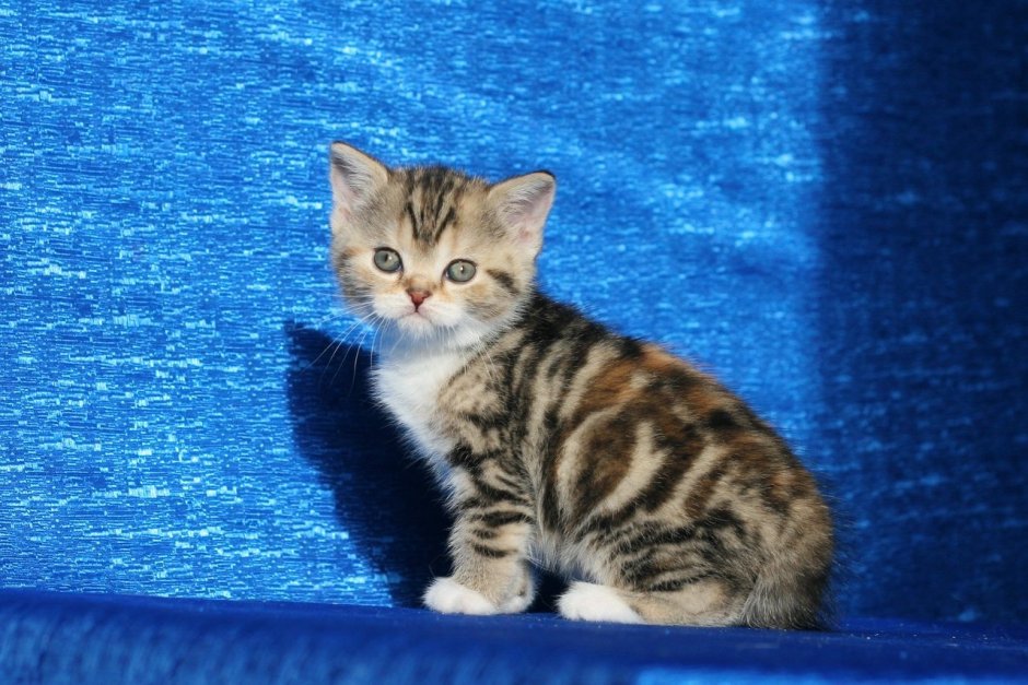 Мраморный шотландский котенок табби