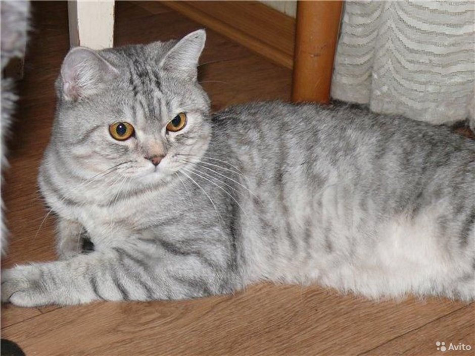 Шотландская кошка страйт