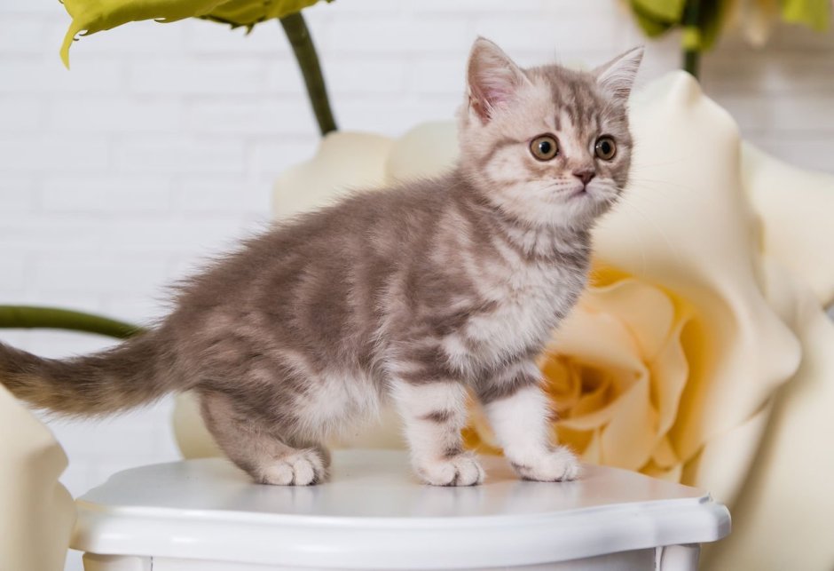 Шотландская прямоухая кошка мрамор