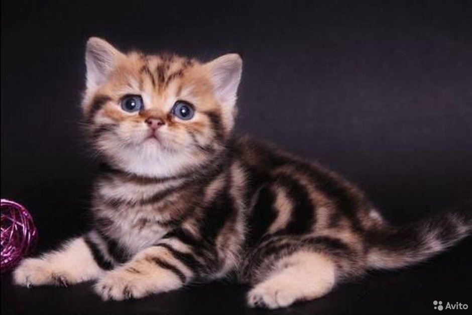 Британец Браун табби