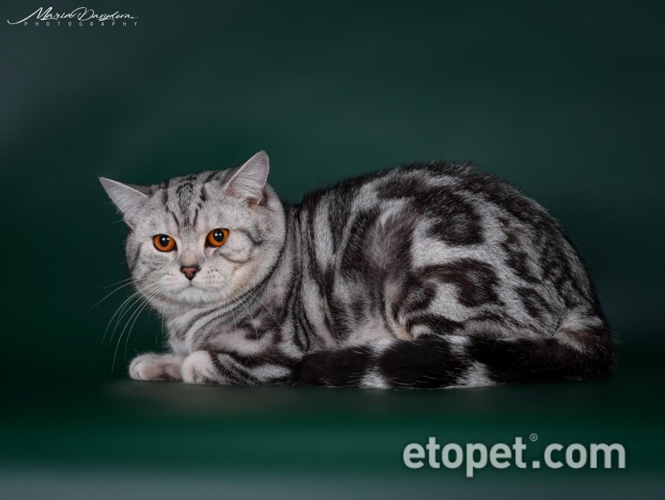 Шотландский скоттиш страйт мраморный