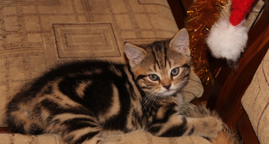 Британская кошка полосатая