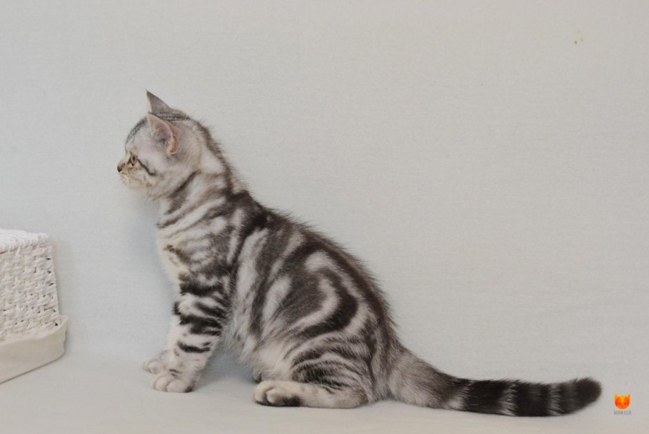 Скоттиш мраморный