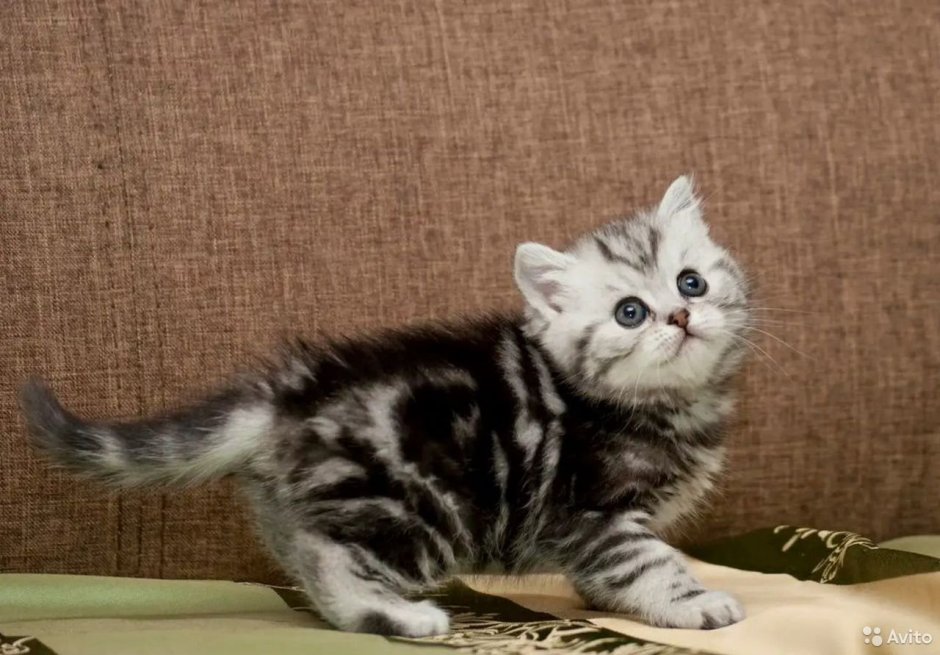 Котёнок шотландский прямоухий мраморный