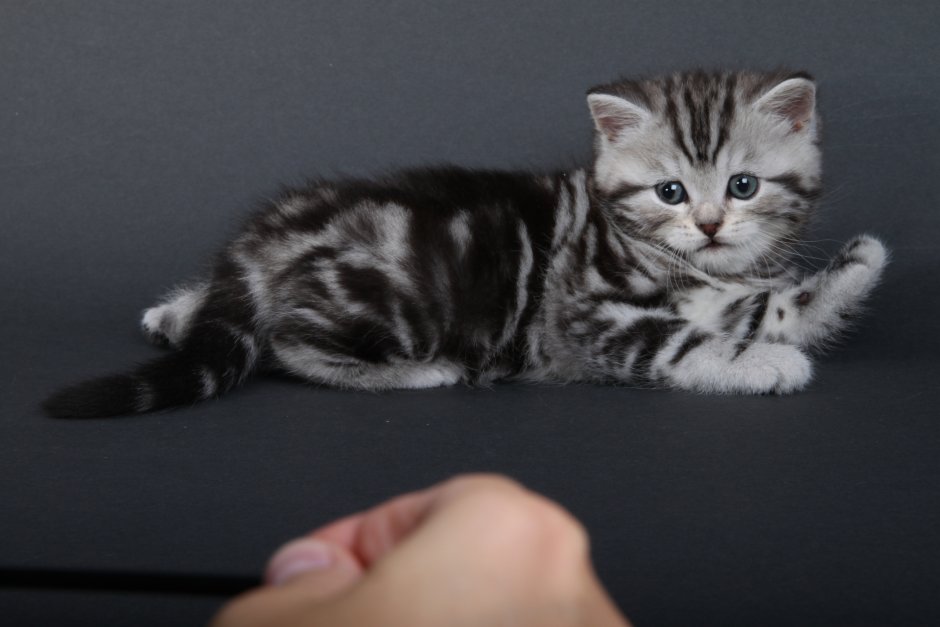 Скоттиш страйт мраморный черный