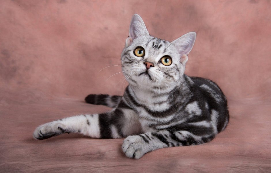 Шотландский скоттиш страйт