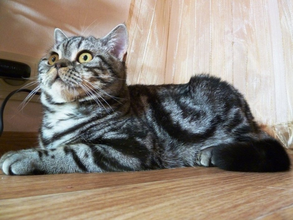 Шотландская прямоухая котенок