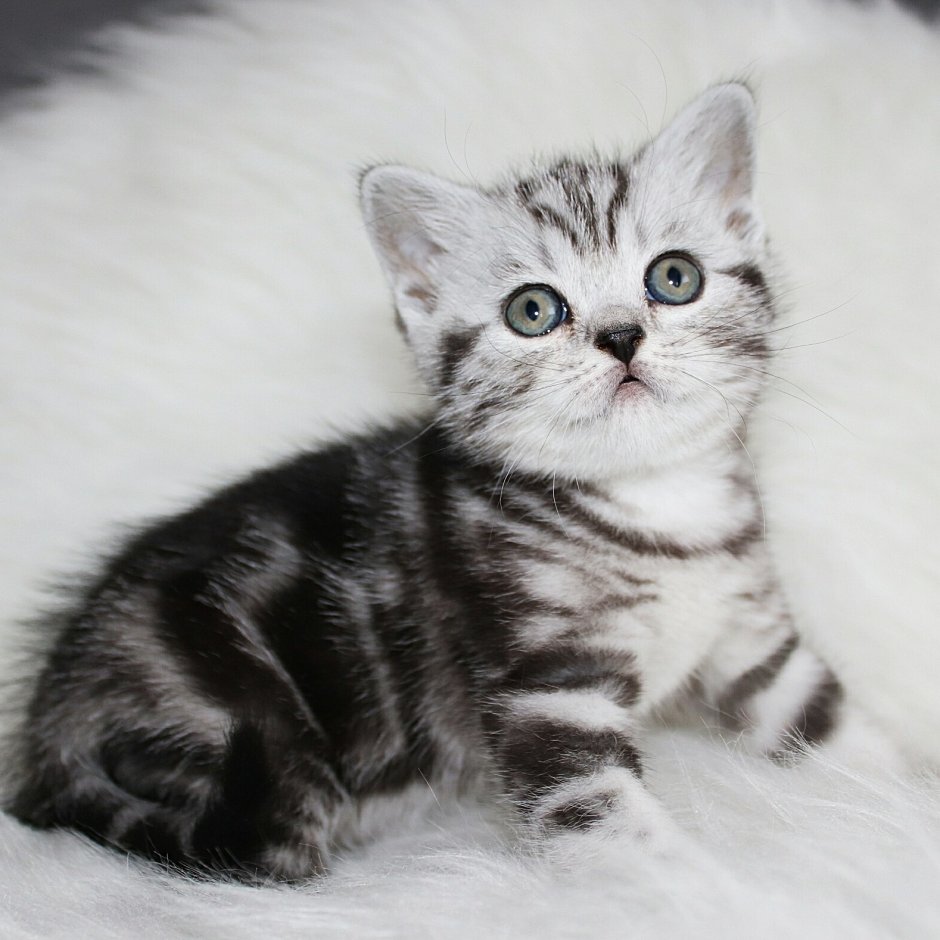 Скоттиш страйт Браун табби