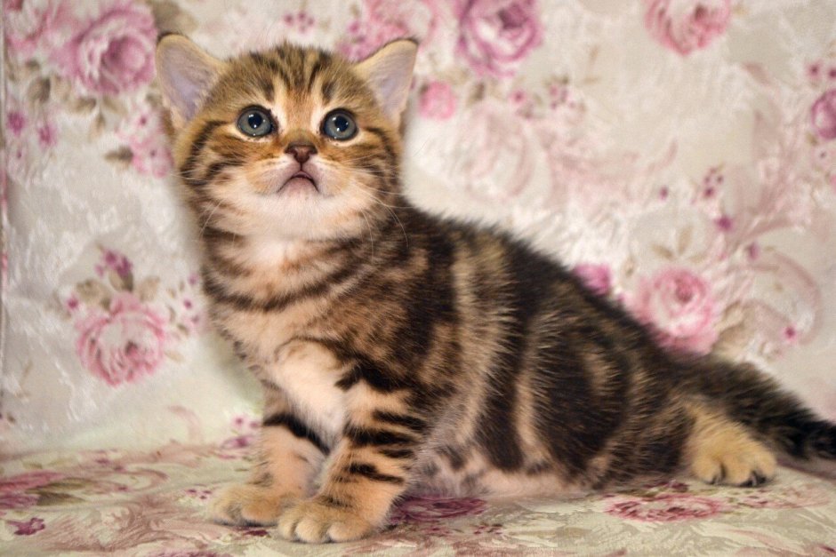 Шотландский скоттиш страйт