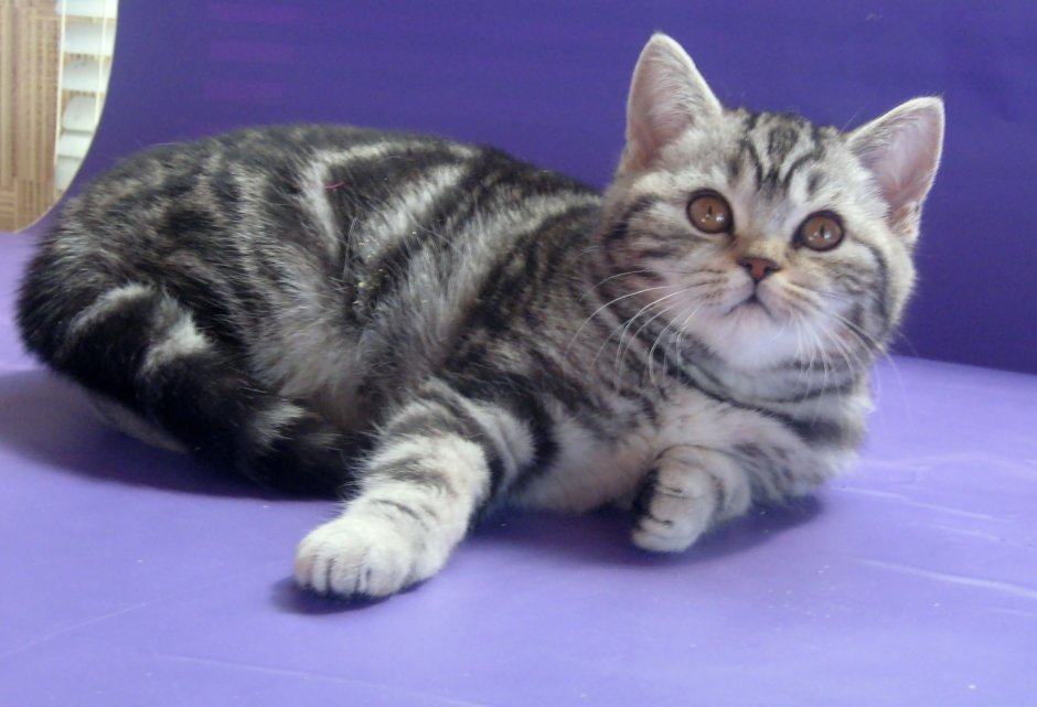 Шотландская кошка прямоухая мраморная