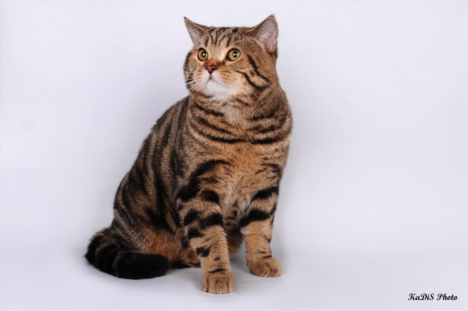 Шотландская прямоухая короткошерстная