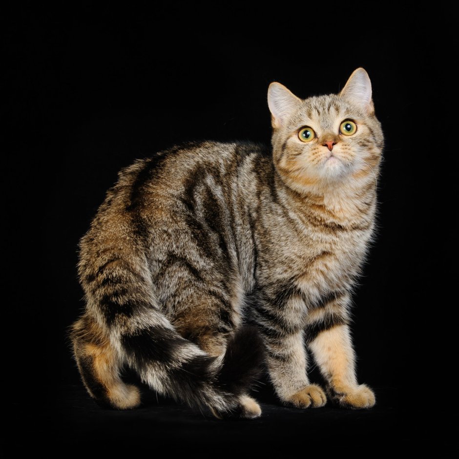 Шотландская кошка прямоухая