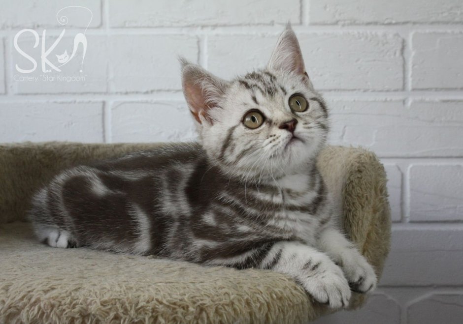 Скоттиш страйт мраморный