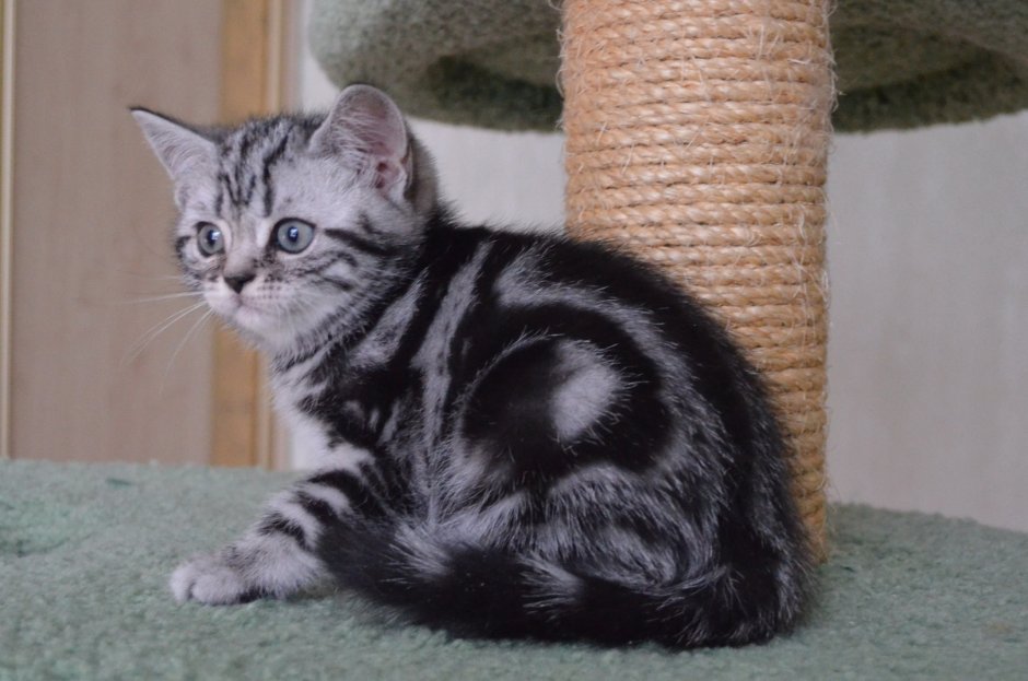 Шотландская короткошёрстная кошка табби