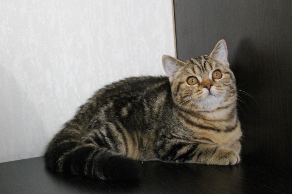 Шотландский скоттиш страйт полосатый