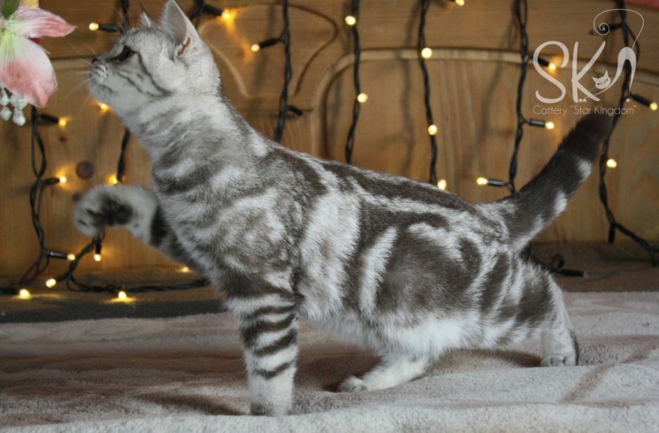 Шотландский скоттиш страйт полосатый