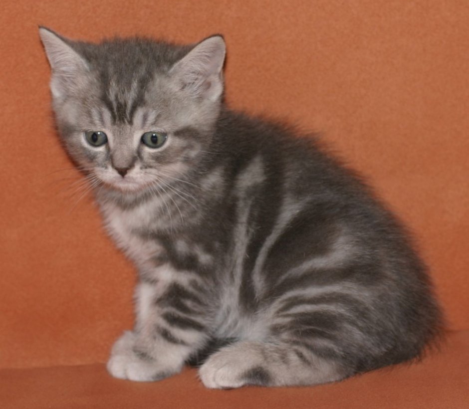 Шотландский страйт мраморный котенок