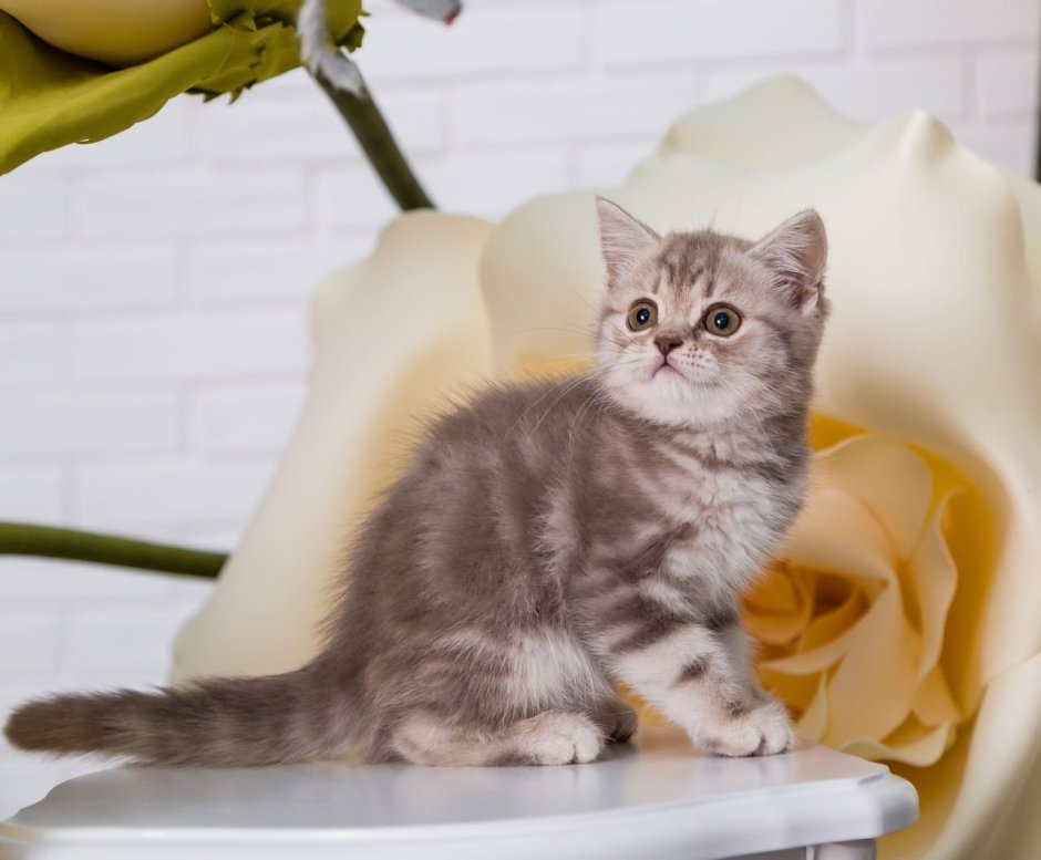 Шотландский скоттиш страйт черный