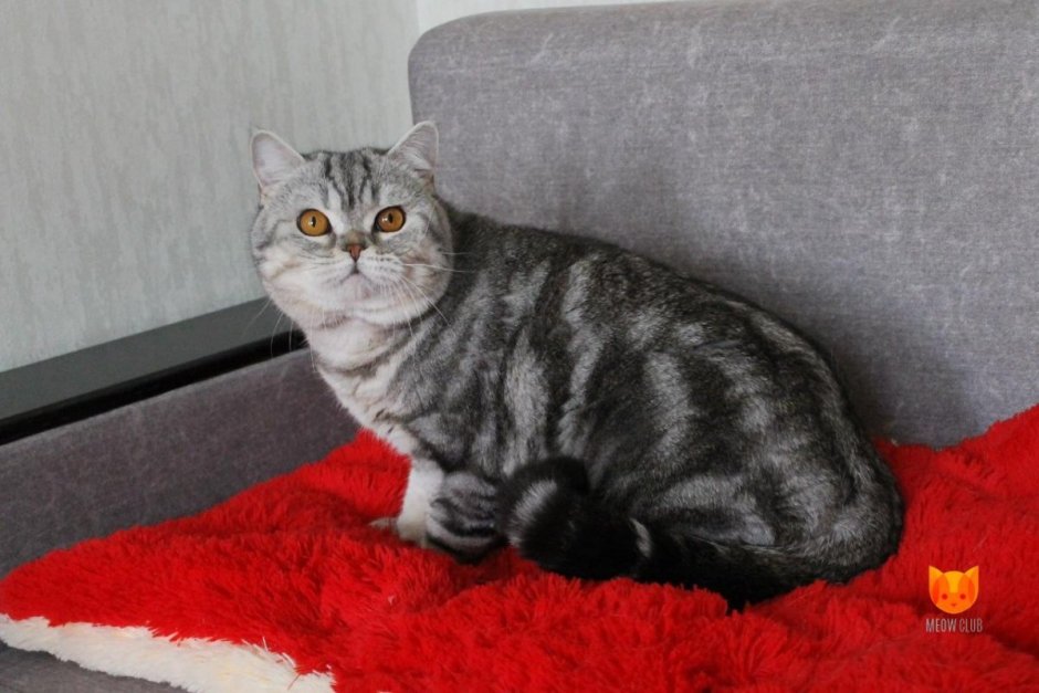 Шотландская кошка прямоухая мраморная
